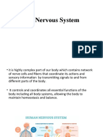 Nervous System 1