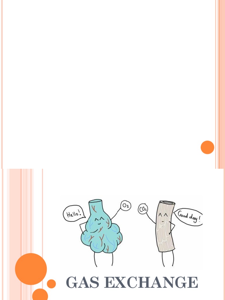 Lesson3 Gasexchange PDF Respiratory System Lung