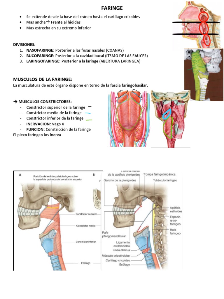 Anatomía y Función de la Faringe | PDF | Salud y bienestar