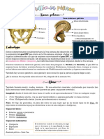 Anatomía Pélvica