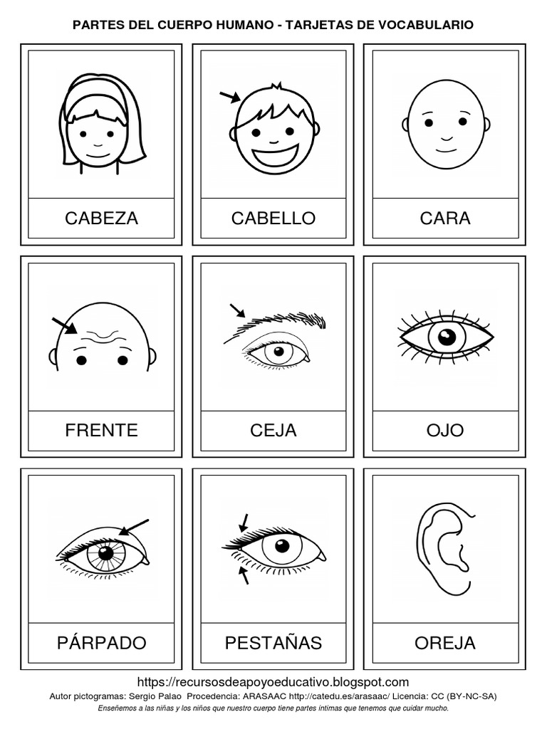 partes del cuerpo humano | PDF | Anatomía humana