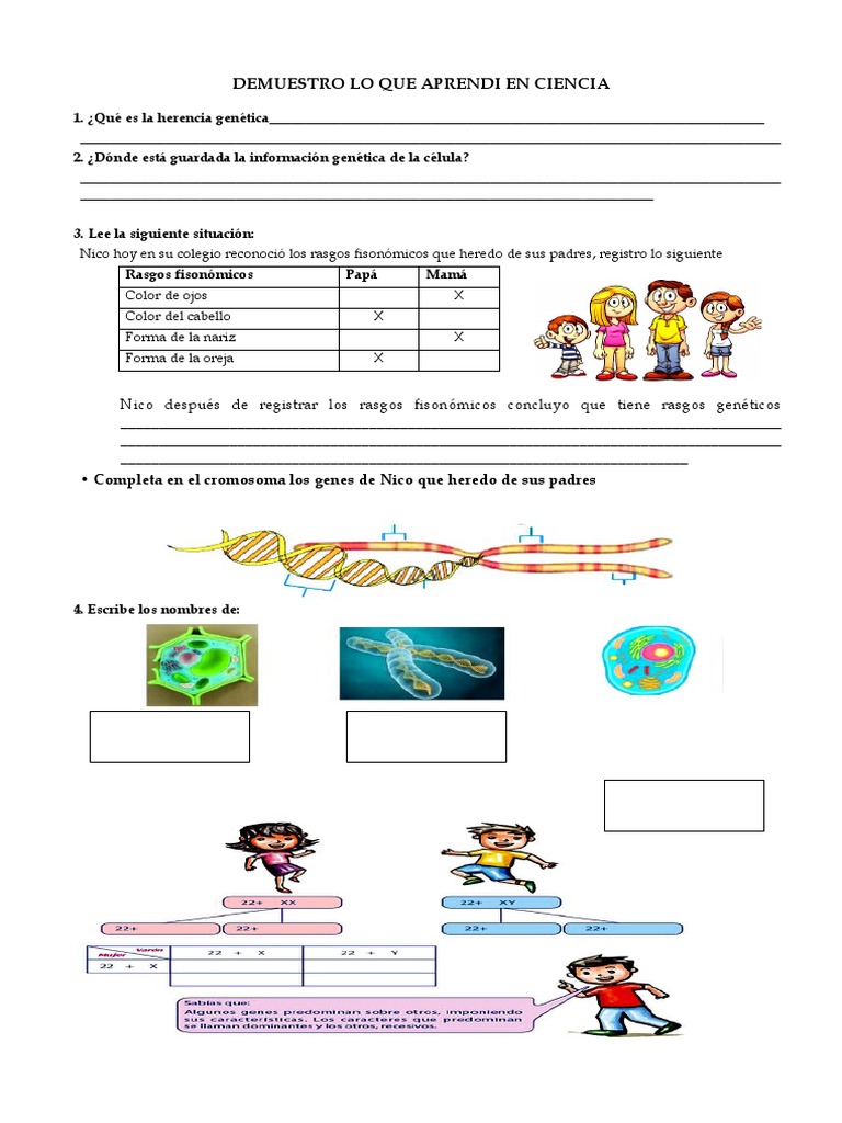 Herencia genética para niños de primaria | PDF | Herencia | Genética, image size:768x1024
