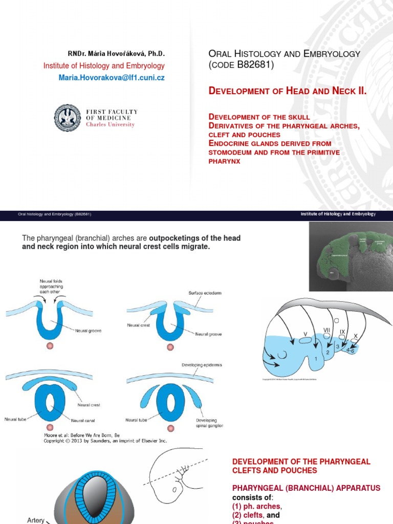 Dev Head and Neck170423 | PDF | Musculoskeletal System | Human Head And ...