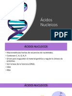 Fundamentos Teóricos - Ácidos Nucleicos