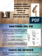 Anatomía Del Pie