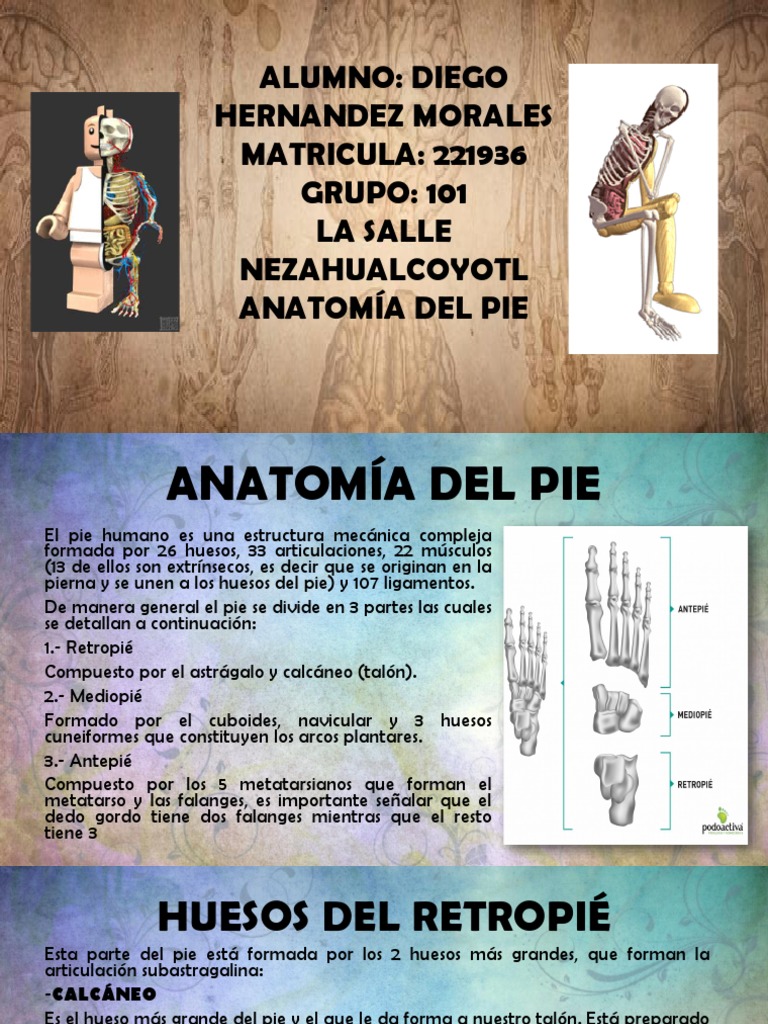 Anatomía Del Pie | PDF | Pie | Articulación