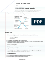 Rutas Metabolicas