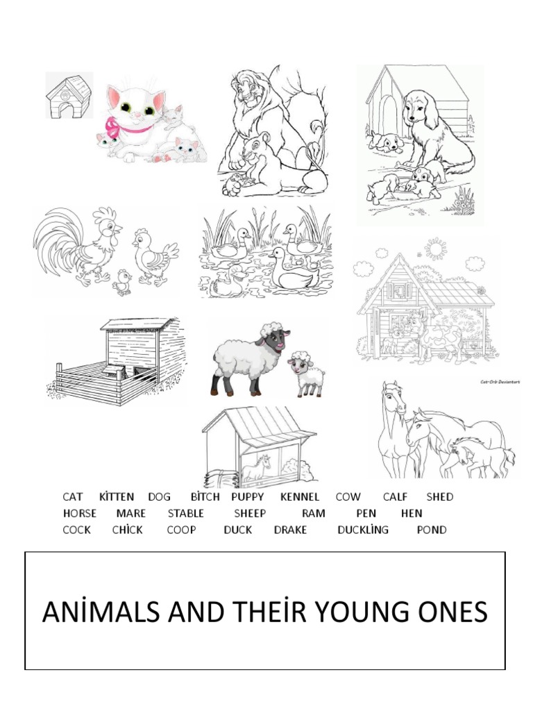 animals and their young ones | PDF
