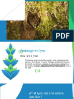 Endangered Lynx