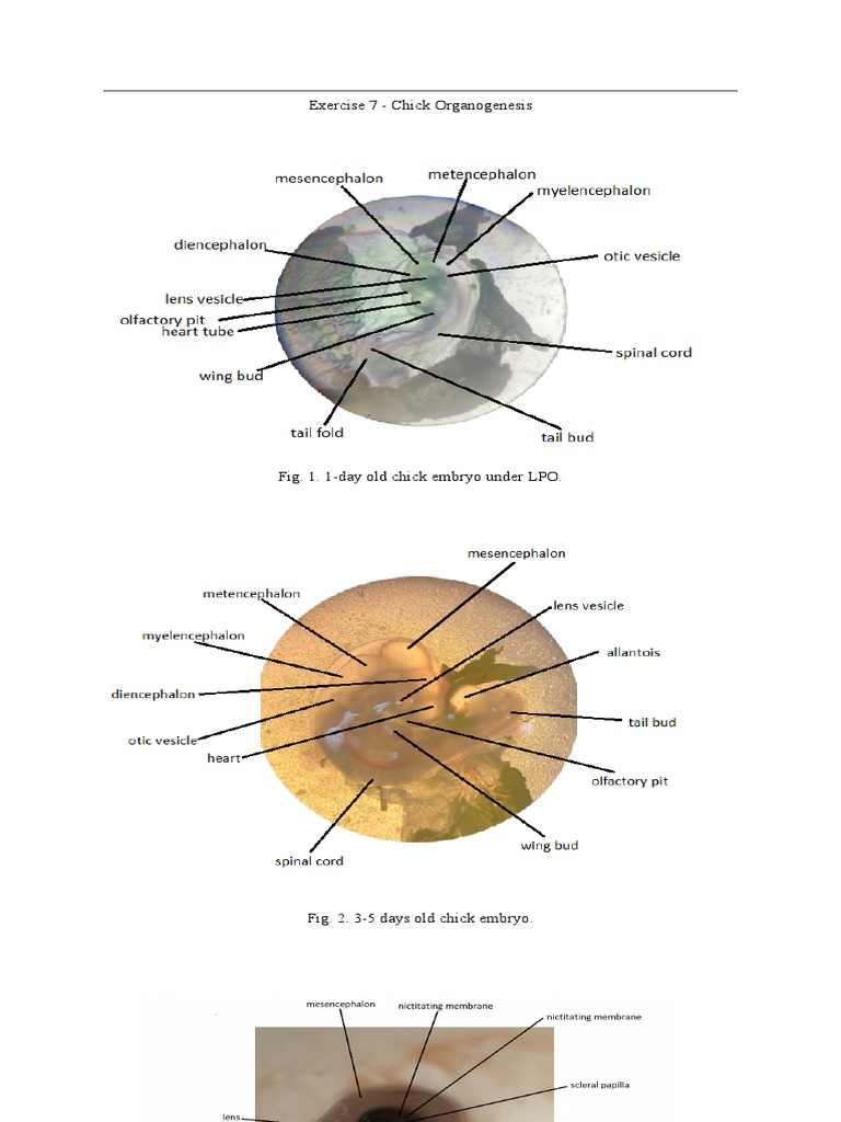 Stunning Chick Development Stages Chart Pdf image