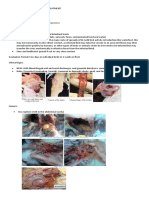 Poultry Disease Diagnosis and Treatment