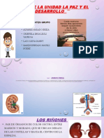 Sisrema Renal 01