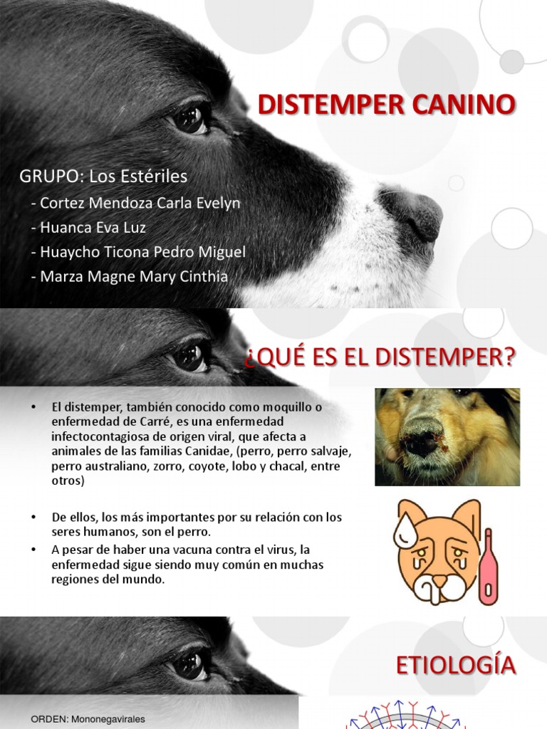 Distemper Canino PDF Ciencias de la Salud Causas de la muerte