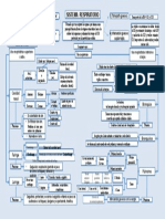 Mapa Conceptual Del Sistema Respiratorio