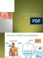 Sistema Renal Filtração Renal