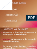 MOTORES MOLECULARES