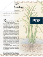 2marking Rice Disease-Resistant