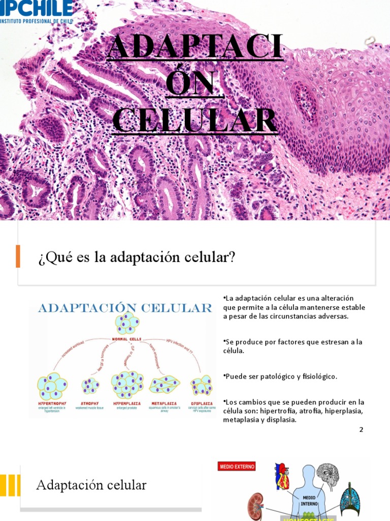 Adaptación Celular: Tipos y Mecanismos | PDF | Atrofia | Biología Celular)