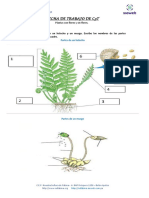 Ficha de Trabajo de Plantas Con Flores y Sin Flores