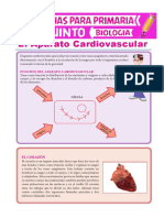 El Aparato Cardiovascular Para Quinto de Primaria