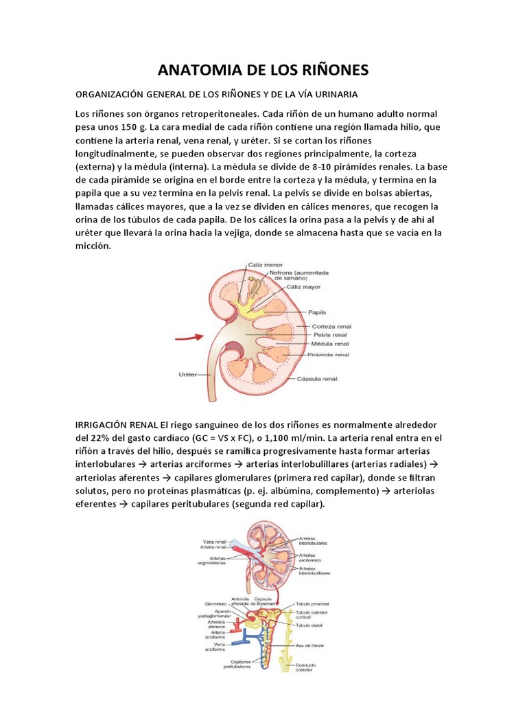 Anatomia de Los Riñones | PDF | Riñón | Anatomia animal