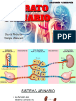 Aparato Urinario