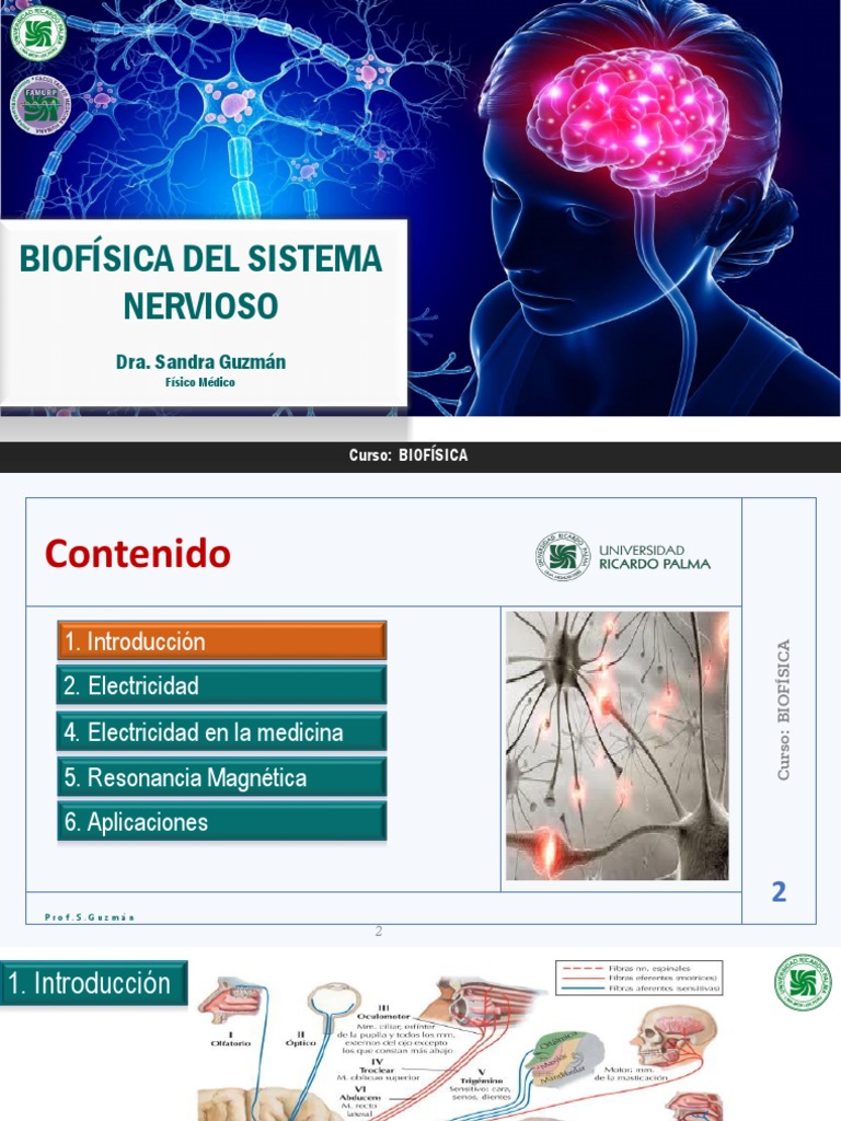 Clase 4_biofisica Sistema Nervioso Alumno | PDF | Electromiografia ...