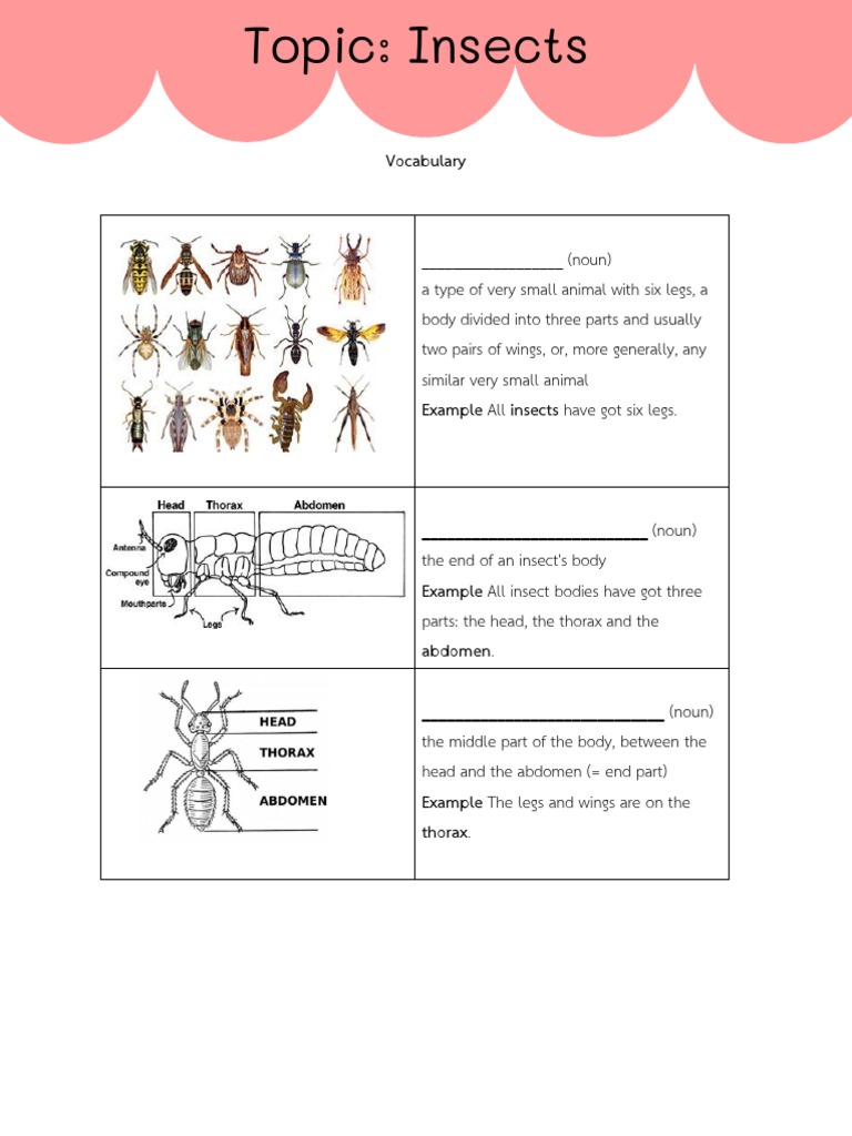 Insect Vocabulary and Activities | PDF | Insects | Fly