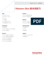 Protein Electrophoresis Western Blot Recipes Protocol ZH