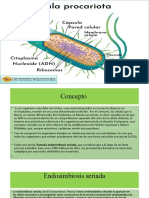 Células Procariotas 
