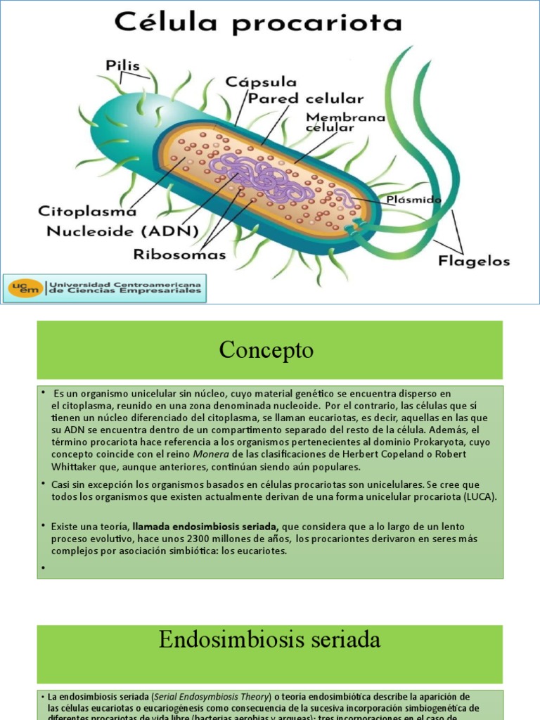 Concepto de Células Procariotas | PDF | Procariota | Las bacterias
