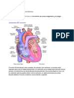 Órganos Del Sistema Circulatorio