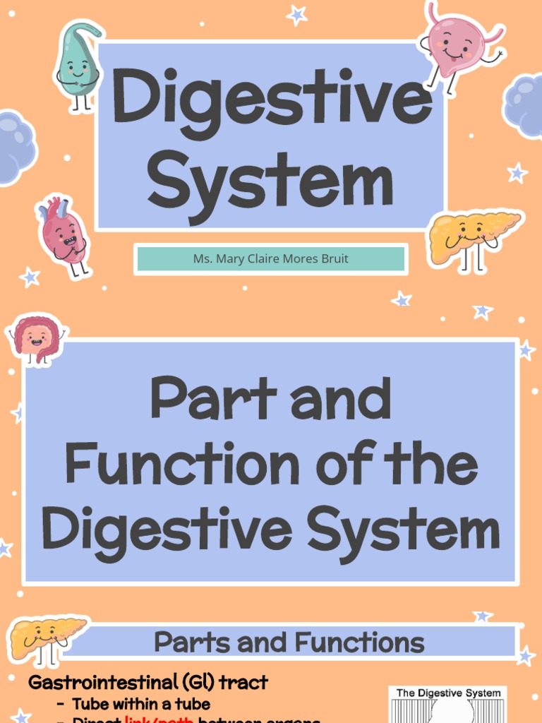 Digestive System Notes Pdf
