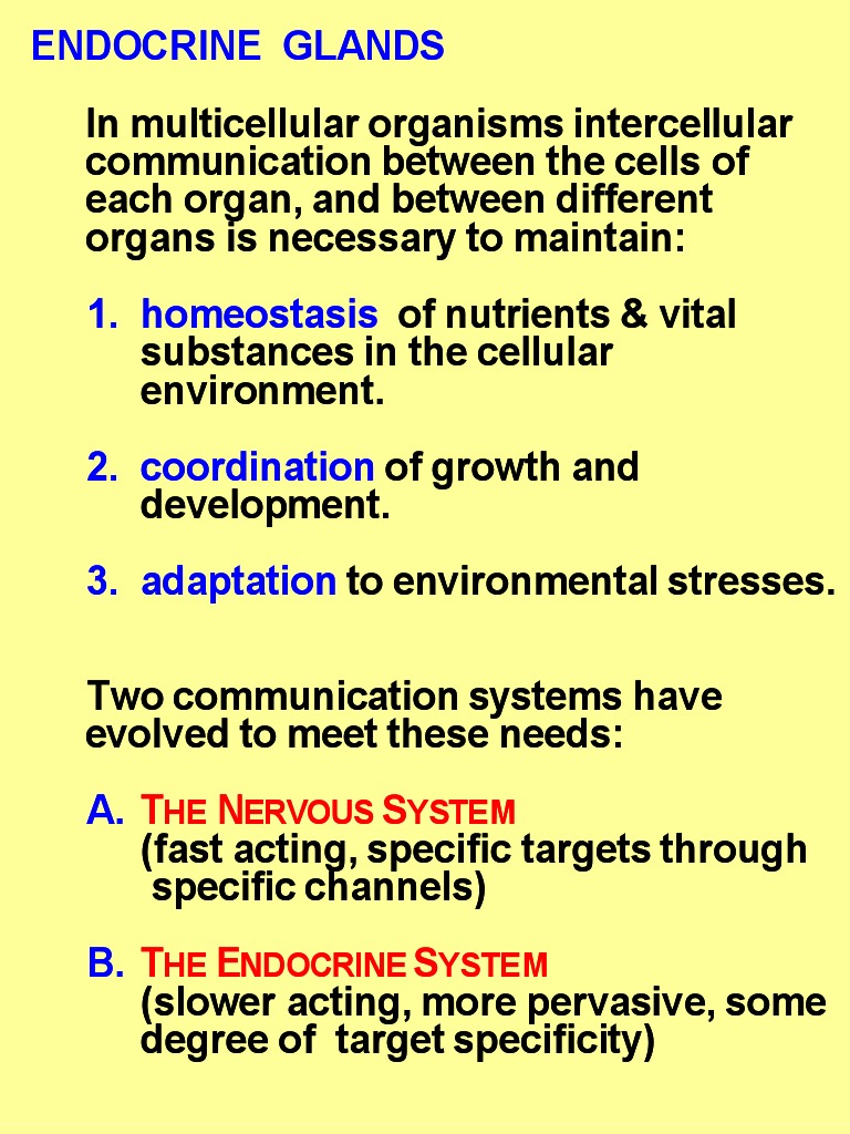 Endocrine Glands and Hormone Function | PDF | Endocrine System ...