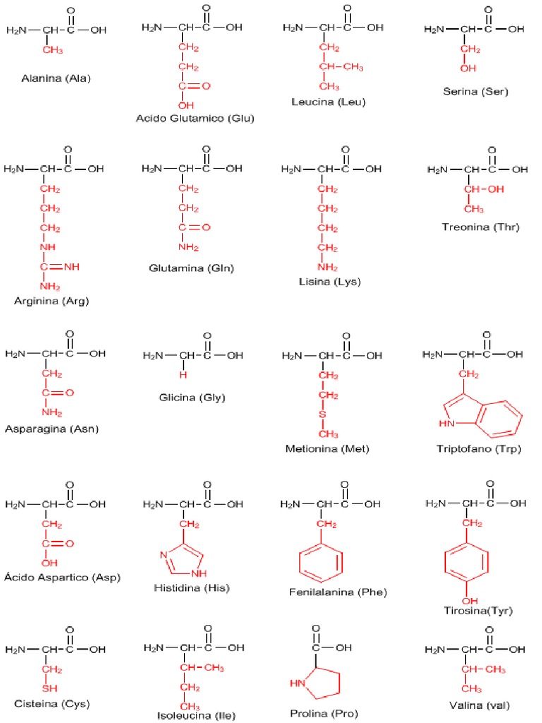 Bioquimica | PDF