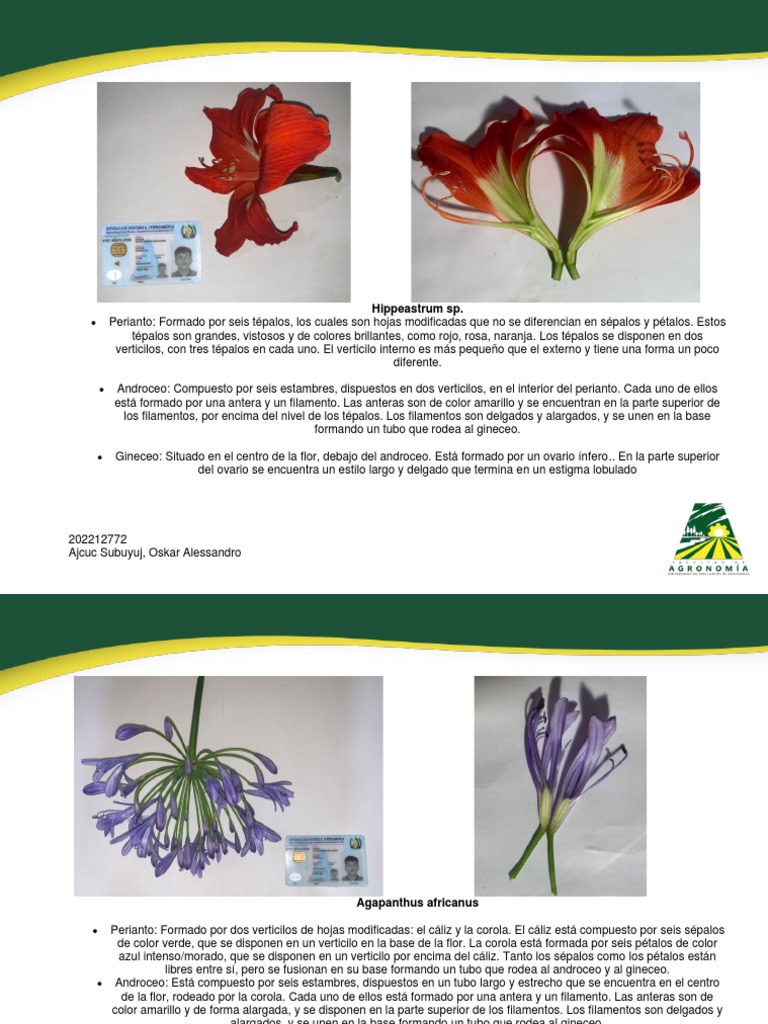 Estructura Floral: Ovario y Perianto | PDF | Flores | Pétalo