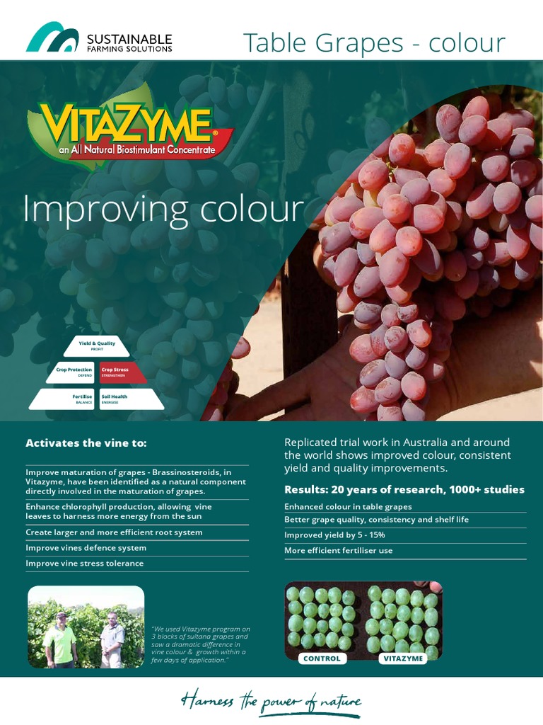 Vitazyme Boosts Grape Yield & Color | PDF | Grape | Yield (Wine)