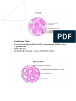 Male Reproductive System