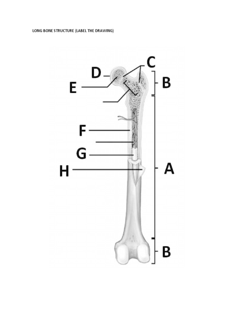 Labeling Bone Structure Practice and Cartoon | PDF