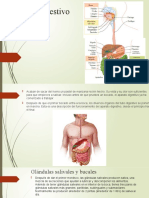 El Aparato Digestivo