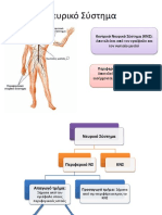 3. ΑΥΤΟΝΟΜΟ ΝΕΥΡΙΚΟ ΣΥΣΤΗΜΑ