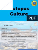 Octopus Culture