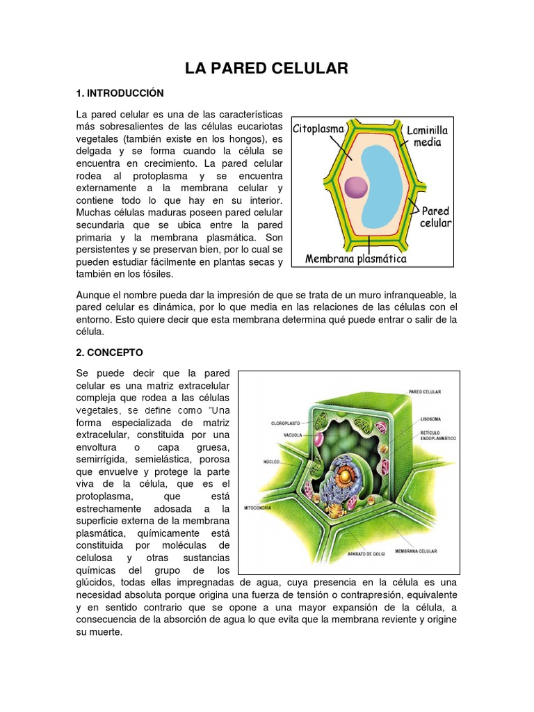 Funciones y Estructura de la Pared Celular | PDF | Pared celular | Celulosa