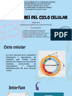 Reguladores Del Ciclo Celular - Diapositiva Física