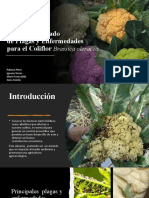 Manejo Integrado de Plagas y Enfermedades COLIFLOR - PP - IT - JA - MF