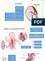 Circulacion Fetal