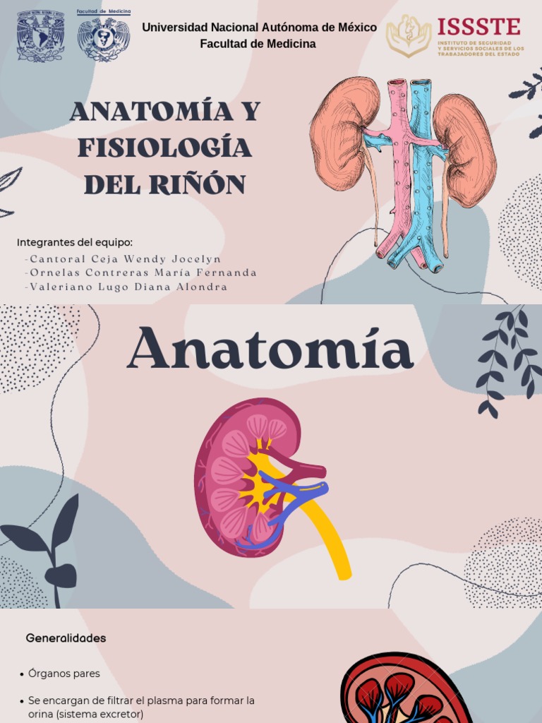Anatomía y Fisiología Del Riñón | PDF | Riñón | Anatomía