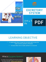 Excretory System