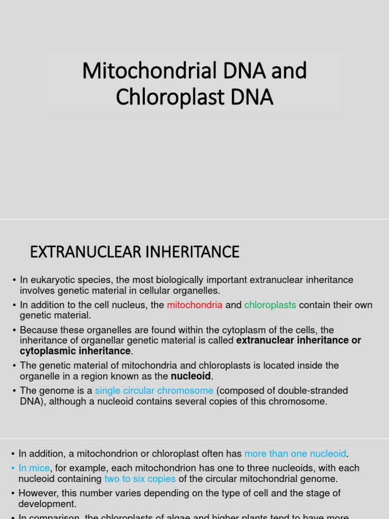 Mitochondrial and Chloroplast DNA Overview | PDF | Mitochondrial Dna ...