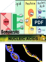 2.4 Nucleic Acid